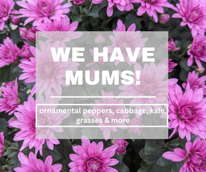 Shop Local: Mums are Here!